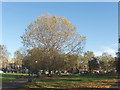 Trees on Shepherds Bush Common