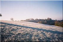 SU7880 : Frosty hillside, near Wargrave by Andrew Smith
