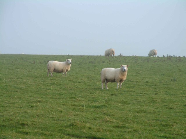 Sheep near Poole Farm