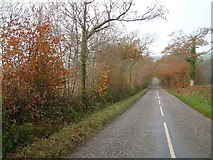 SS8021 : Wooded lane near Nutcombe Farm by Ivan Taylor