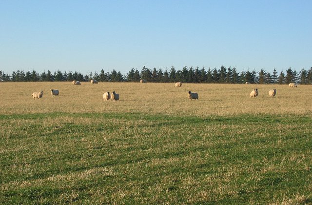 Sheep,  Aikeyside Farm.