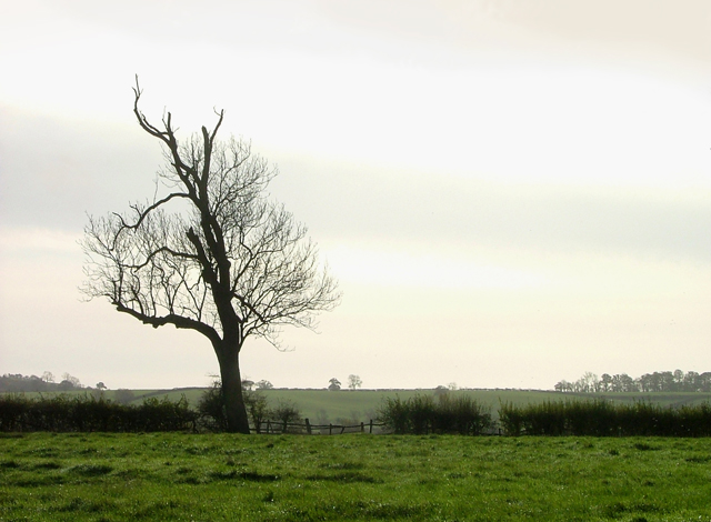 Tree near Durnings Barn