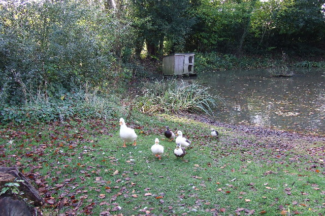 Dunsmore village pond and its inhabitants!