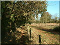 Footpath near Sway Road, New Forest