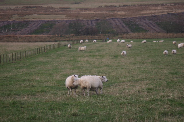 Where sheep may safely graze