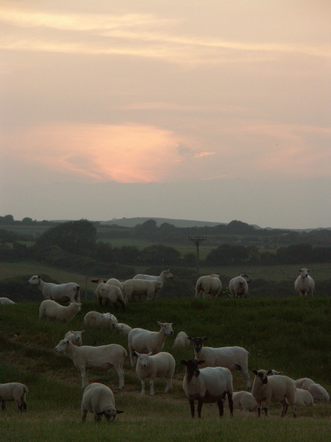 Sheep on farm land between West Bay and... © Aimee Walton cc-by-sa/2.0 ...