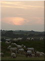 Sheep on farm land between West Bay and Bridport.