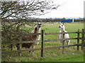 SK7340 : Llamas At The Fence. by Bob Danylec