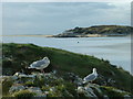 SH5636 : Herring Gulls on Careg Cnwc by David Medcalf
