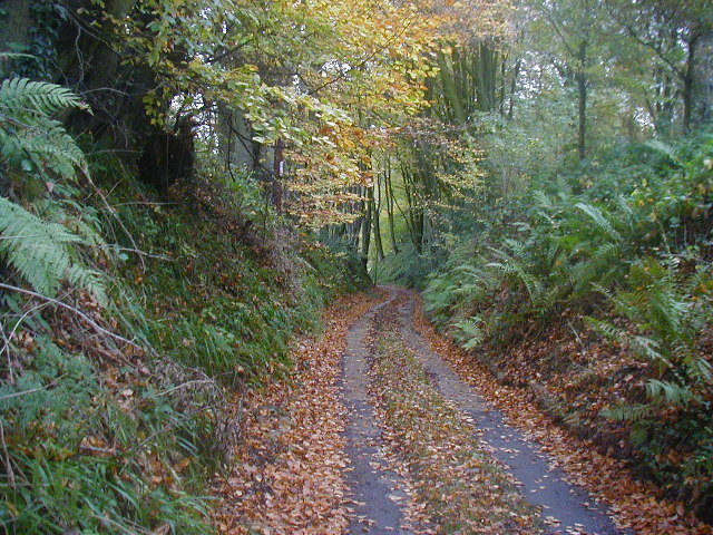 The sunken lane down to Forest Farm