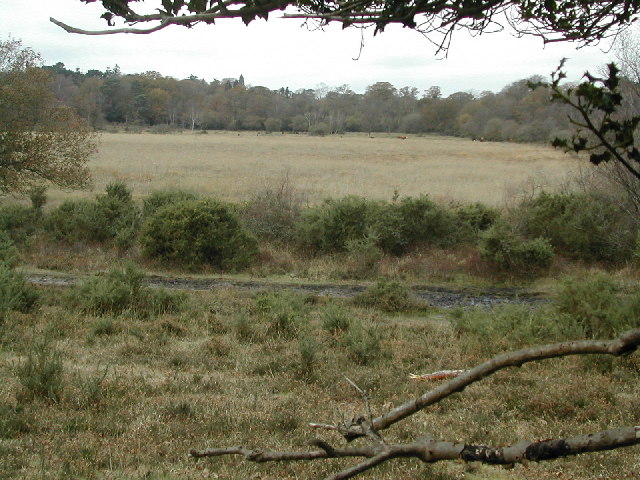 Hincheslea Bog
