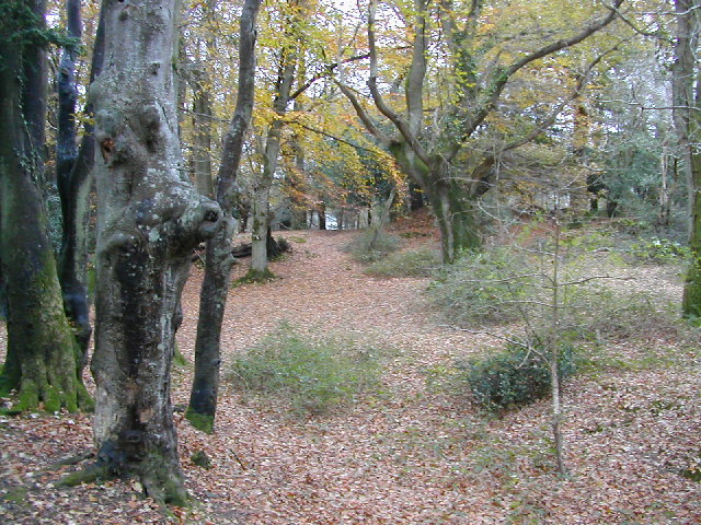 Blackhamsley Hill Deciduous Woods