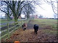 Ponies at Jerrings Hall Farm