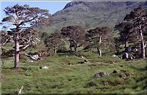 NN2141 : Scots Pine, Loch Dochard by Chris Heaton