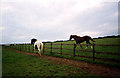 Guard horse near Barkla Shop