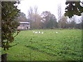 Geese in Paddock