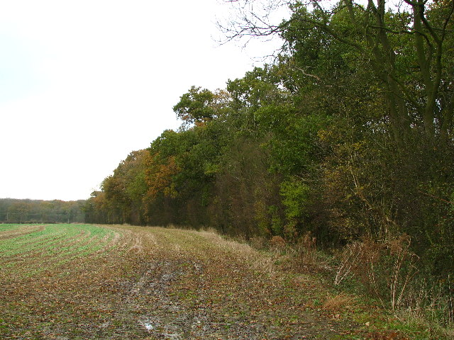 Edge Of Pickworth Wood.