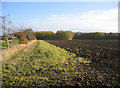 TF1105 : Rice Wood, Helpston, Peterborough by Rodney Burton