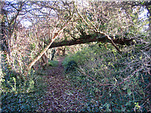 TF1007 : Woodland path, Maxey, Peterborough by Rodney Burton