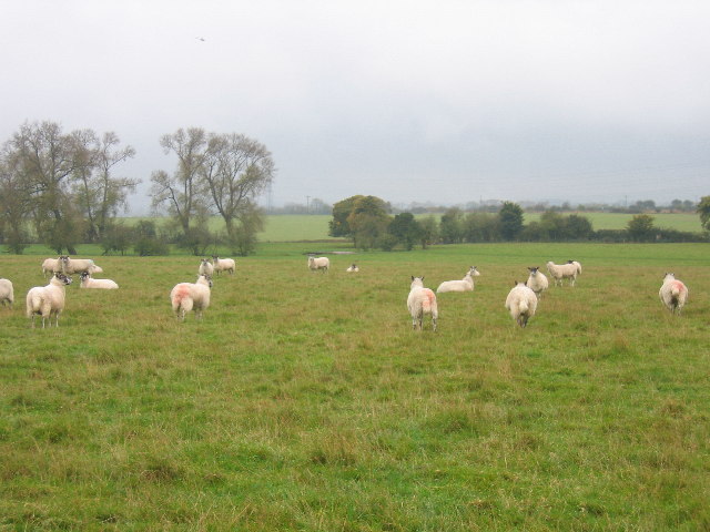 Sheep in a field near Hall End Farm