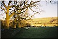 Pasture at Ghyll House