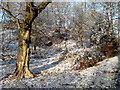 More trees in The Valley, Atherton