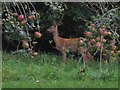 Deer Visits Back Garden