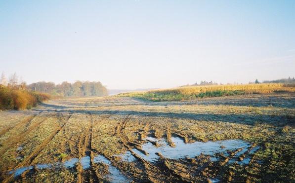 Maize field near Springfield Farm