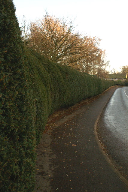 Long yew hedge growing on top of low wall