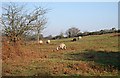 Sheep Grazing on Roborough Down