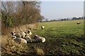 Field of Sheep