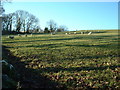 Farmland near Criccieth