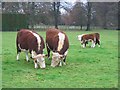 Herefords, The Park, Ashford Carbonel.