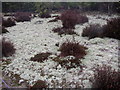 Lichen at Frensham Great Pond