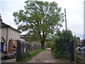 Large black poplar (Populus nigra unknown hybrid)