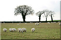 Sheep Grazing near Westover Farm