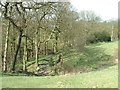 SE1327 : Mixed Woodland near Dean House by Nigel Homer