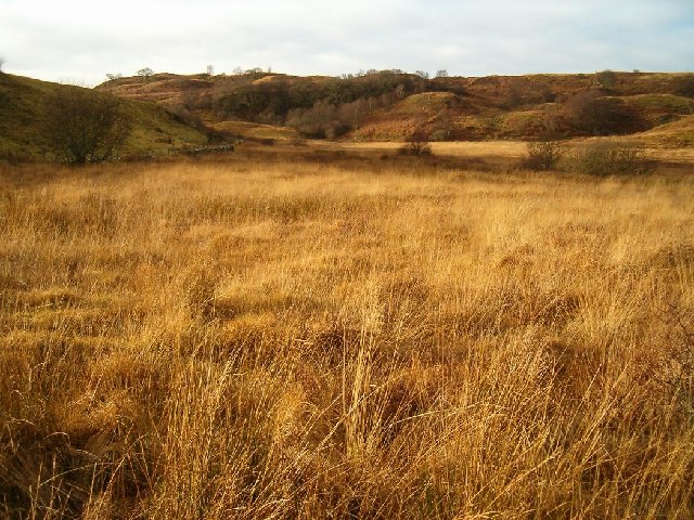 Boggy Grassland