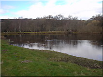 NH5054 : Salmon angler on the Kettle pool of the Conon by Ian Cowie
