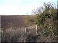 Ploughed field and hedge