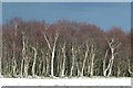 SE1210 : Winter Birches near Wood Nook, Honley by Chris Yeates