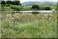 Wild Angelica by small reservoir west of Marsden