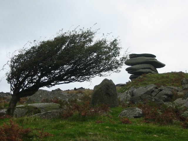 Windswept tree and the Cheesewring