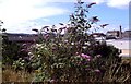 Buddleia in an urban landscape