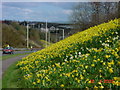 Kirkcaldy : Wester Bogie Road : Daffodils