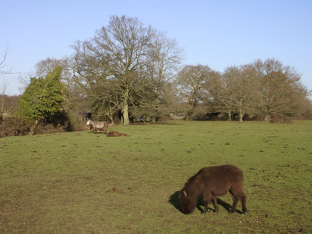 Ponies grazing on Cadnam Green
