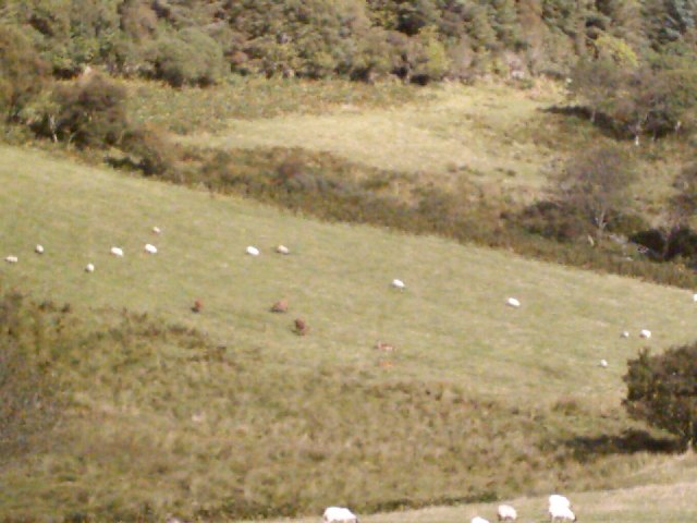 Red deer and sheep, south of Lagg, Isle of Jura