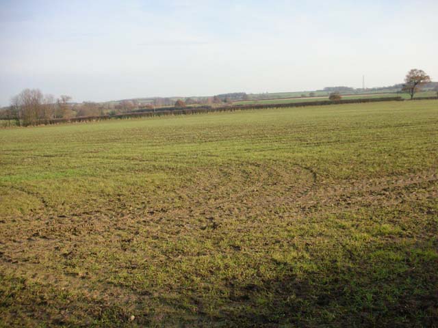 Winter wheat with tractor wheelings