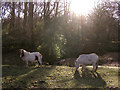 Miniature ponies grazing at Wittensford, New Forest