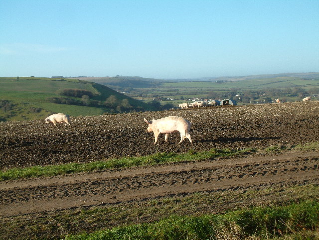 Pig Farm, Knowle Hill, Wiltshire
